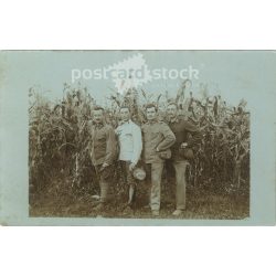   1918 – A háború vége. K.u.K. katonák a kukoricaföld előtt. Képeslap, fotólap. (2791890)