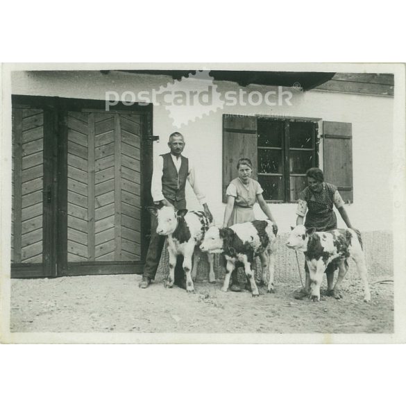 1950-es évek.  Németország. Bocik egy gazdaság udvarán. Fekete-fehér eredeti papírkép, régi fotó. (2792499)